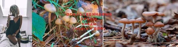 тгк Мегион